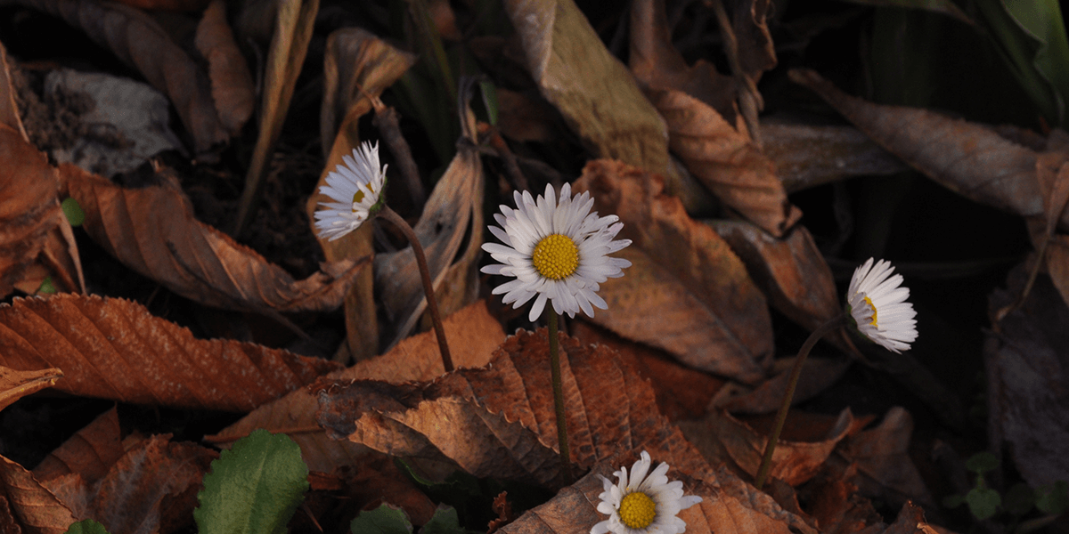 Four small white flowers are visible above a layer of fallen leaves on the ground.