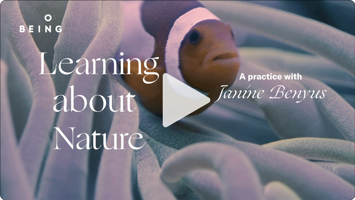 'Learning from Nature a practice with Janine Benyus' Youtube video, link.